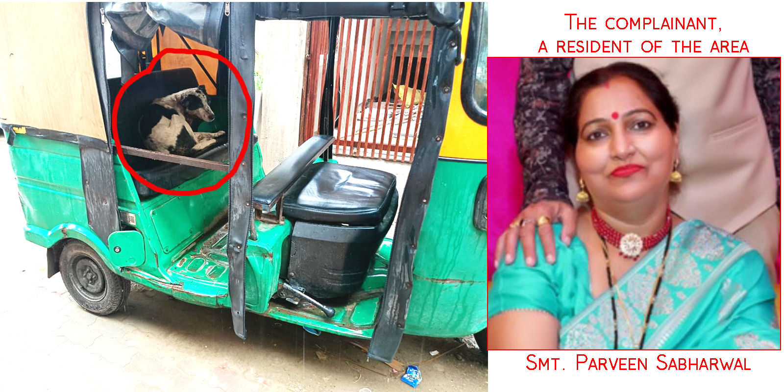 ज़ीरकपुर के निवासियों की दुर्दशा आवारा कुत्तों का खतरा गंदगी और जलभराव से जीवन अस्त-व्यस्त