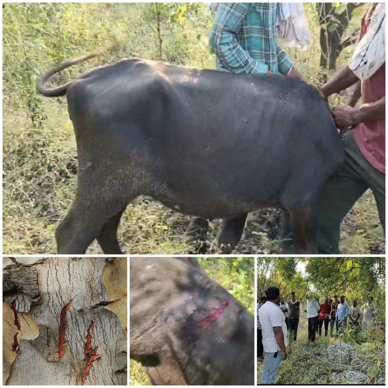 शेंदुरजना बाजार में तेंदुए का आतंक: बैस पर हमला, ग्रामीण में दहशत, वन विभाग की निष्क्रियता पर गहरा रोष, तत्काल पिंजरा लागले की मांग