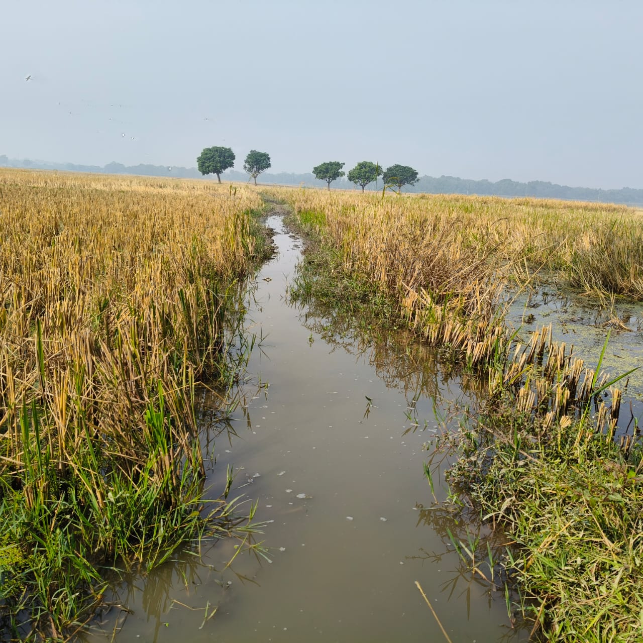 बिहार की मधुबनी जिले की घोघरडीहा नगर पंचायत में भीषण जलभराव से खेती-बारी हुई चौपट, नगर पंचायत प्रशासन और नप पंचायत समिति हैं वर्षों से विफल ?