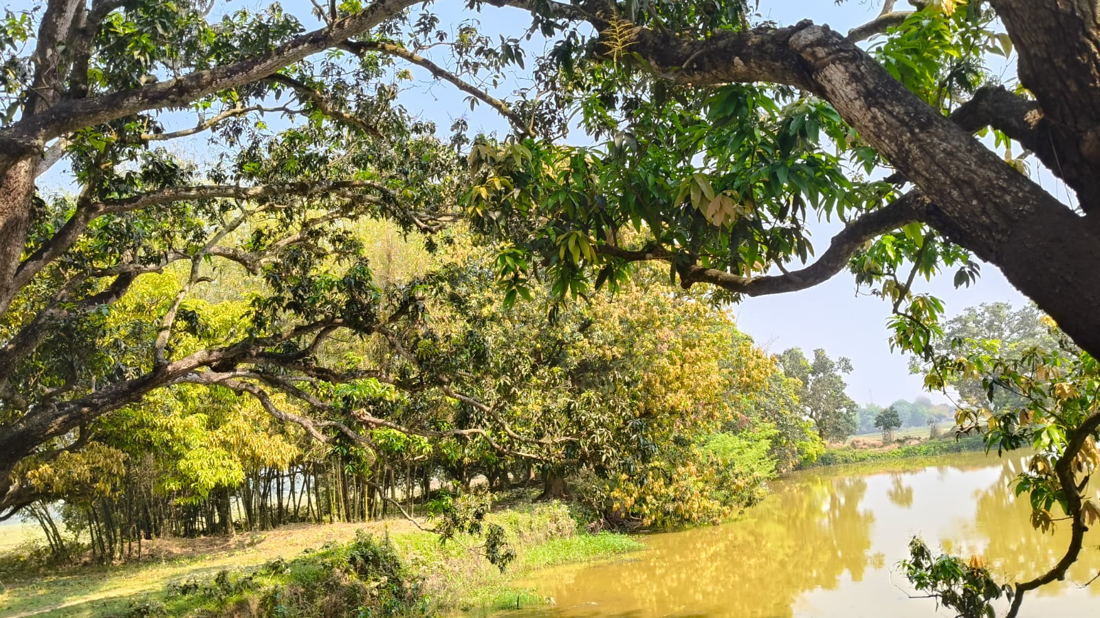 बिहार में गत शनिवार को हुई बारिश से सब ओर खुशियां छाई, सभी जीव प्राणी हुआ आनंदमय व स्वस्थ।