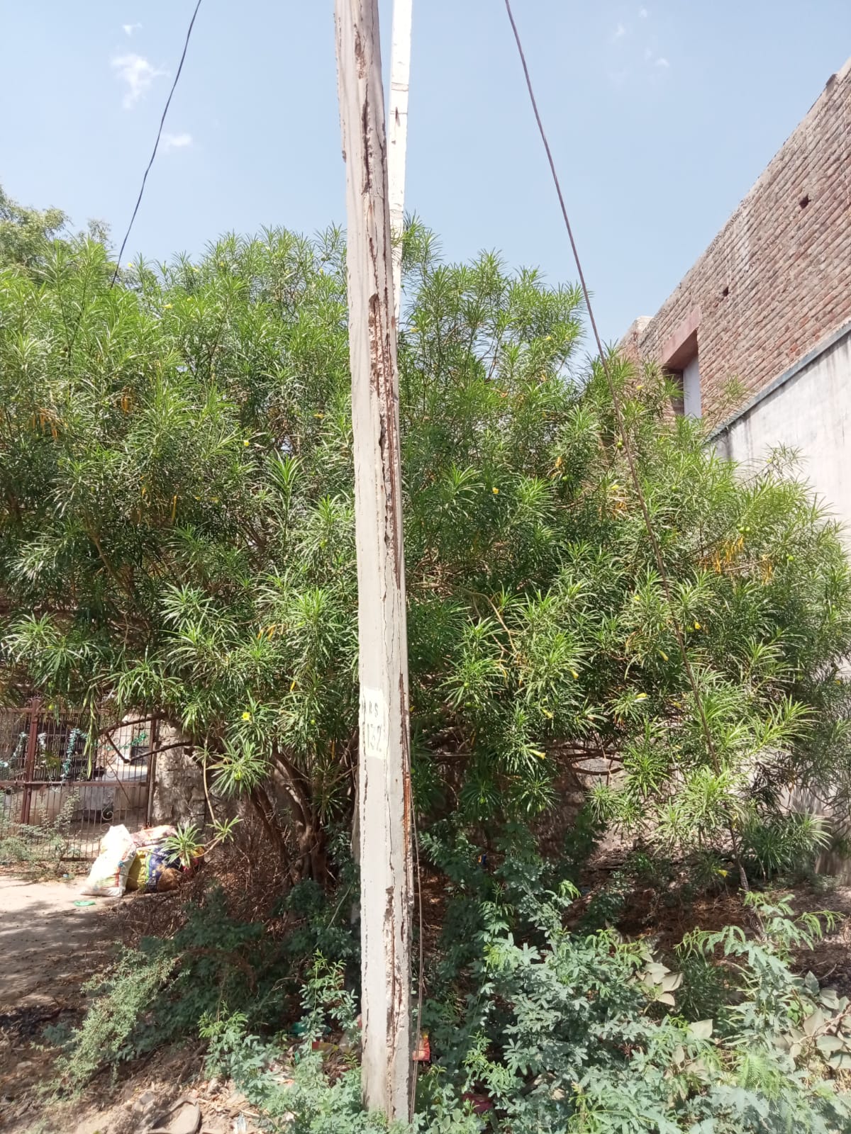 विद्युत विभाग की लापरवाही कभी भी बड़ा हादसा हो सकता है।